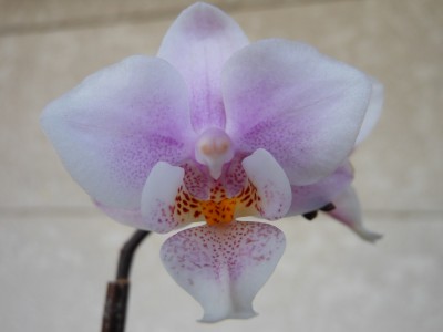 Phalaenopsis Little Kolibri Midi 'Philadelphia' - Von der Gärtnerei geschenkt bekommen wegen Herzfäule_1.JPG