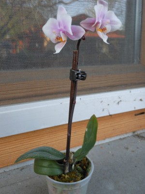 Phalaenopsis Little Kolibri Midi 'Philadelphia' - Von der Gärtnerei geschenkt bekommen wegen Herzfäule.JPG