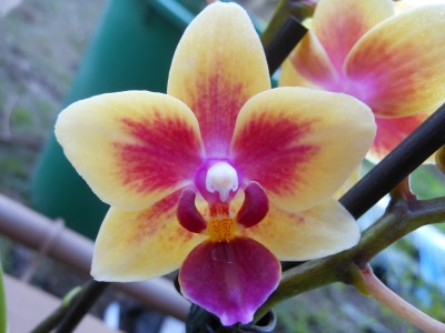 Phalaenopsis Little Kolibri Midi 'France'_1.JPG
