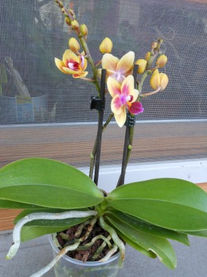 Phalaenopsis Little Kolibri Midi 'France'.JPG