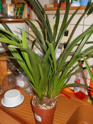 Cymbidium - Farbe unbekannt aus dem Baumarkt - auf 4€ runtergehandelt !!!.JPG