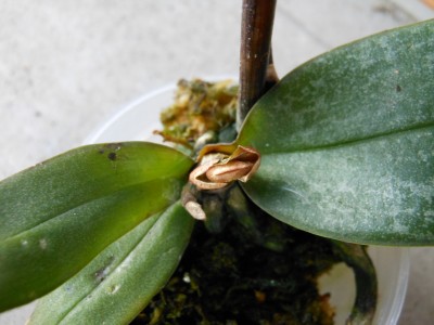 Phalaenopsis Little Kolibri Midi 'Philadelphia' - Von der Gärtnerei geschenkt bekommen wegen Herzfäule_2.JPG