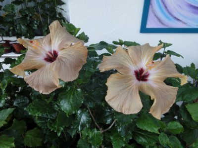 DSC09757 Mattiacis Cappuccino Duo.jpg