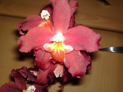 20042012301.JPG