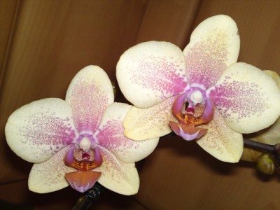 19042012266.JPG