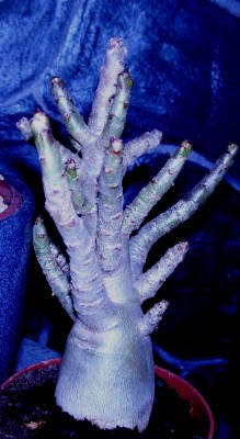 100_8337.JPG