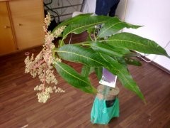 fc672885.s.jpg