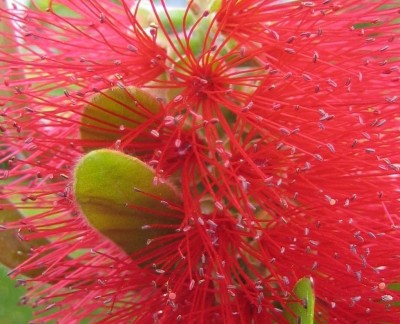 Bild green24 105.jpg