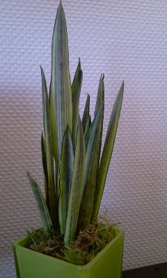 IMAG0835.jpg