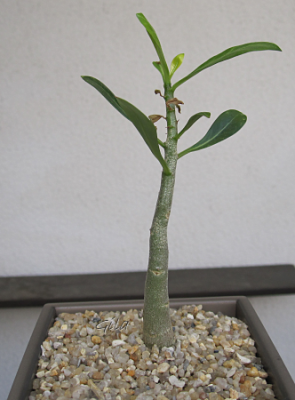 gila_adenium_apple_lechuza01.png