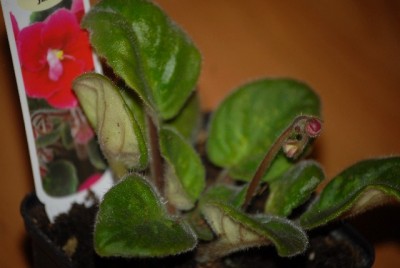 Africanviolet 020yy.jpg