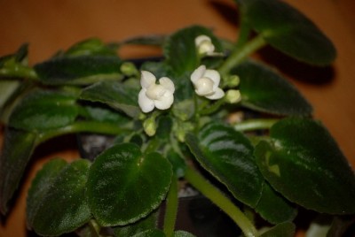 Africanviolet 019yy.jpg