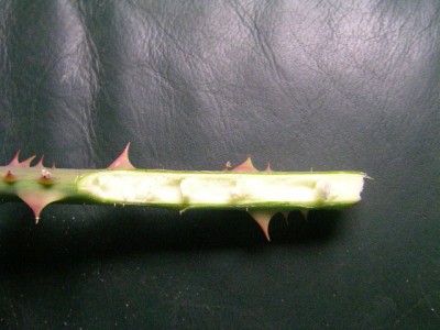 Rosenanschnitt 002.JPG