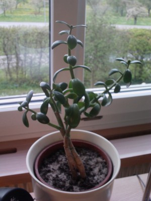 IMAG0357.JPG
