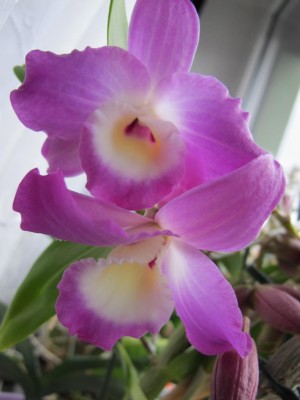 Orchidee.JPG