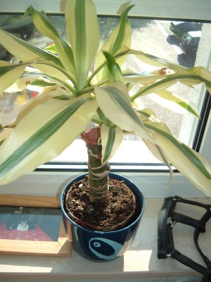 DSCF6623.JPG