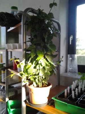 passiflora x belotii.jpg