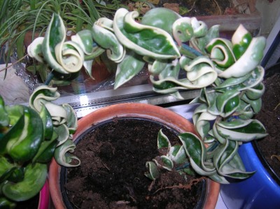 DSCN1863.JPG