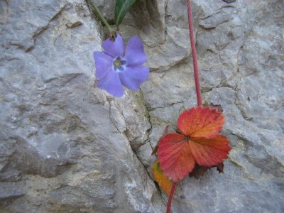 vinca.jpg