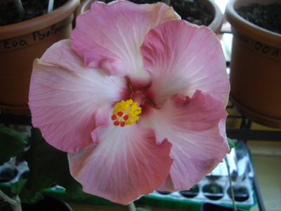 IMGP2911.JPG