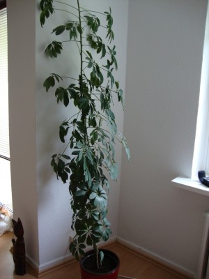 schefflera.jpg