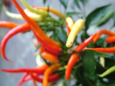 DSCF2425.JPG