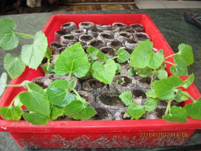 Kedrostis leloja.jpg