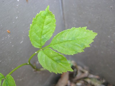 120427_Unbekannte_3_blatt.jpg