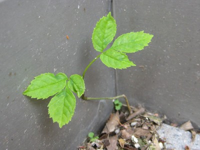 120427_Unbekannte_3.jpg