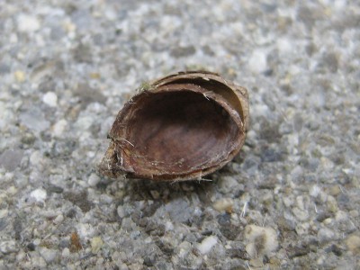 120427_Unbekannte_2_Nuesschen_innen.jpg
