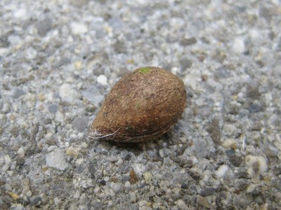 120427_Unbekannte_2_Nuesschen_aussen.jpg