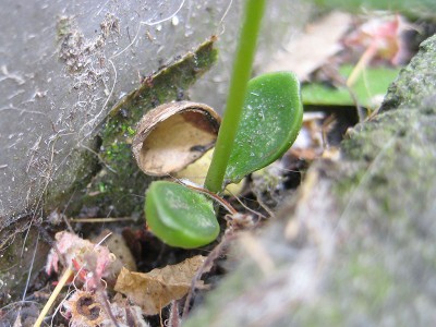 120427_Unbekannte_2_Keimblaetter.jpg