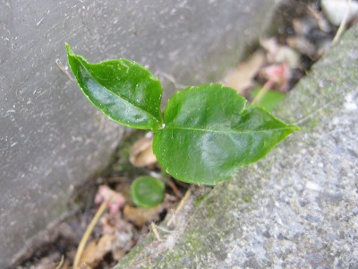 120427_Unbekannte_2.jpg