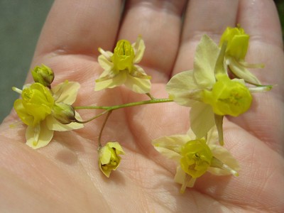 120427_Unbekannte_1_Blueten.jpg