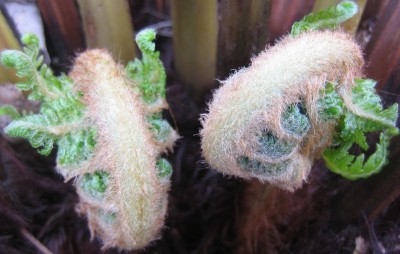 Blüten 037.jpg