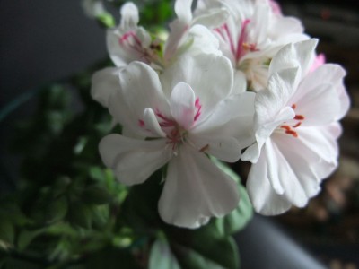 DSCF2369.JPG