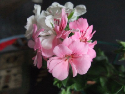 DSCF2366.JPG