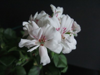 DSCF2364.JPG