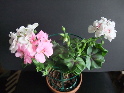 DSCF2363.JPG