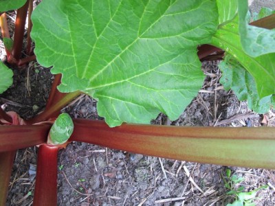 27.04.12 010.JPG