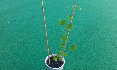 P. aurantia.jpg
