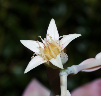 Graptopetalum ´Victor Kane´ (3).jpg