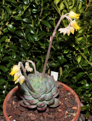 Echeveria 2011-72 (4a).jpg