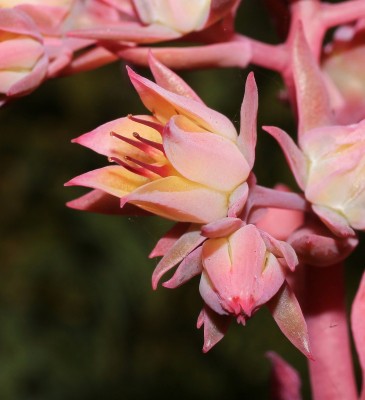 Echeveria ´Rozenn´ (3).jpg