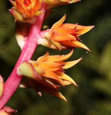 Echeveria pringlei var. parva (3a).jpg