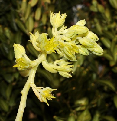 Cremnophila nutans (3a).jpg