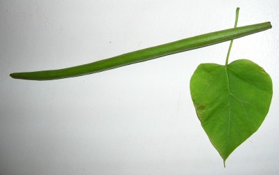 DSCN9591.JPG