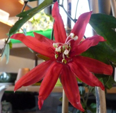 passiflora vitifolia1.jpg