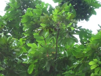 185. Baum, DSC04015.JPG