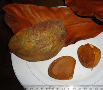 185. Baum, DSC04017.JPG